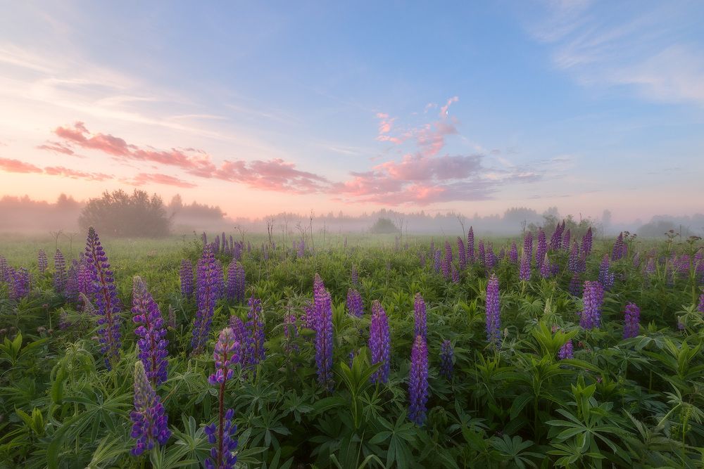 Где-то в полях...