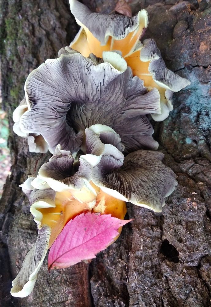 Грибной букет