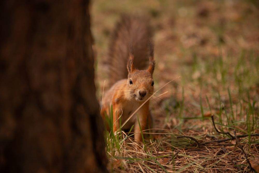 Любопытная красавица