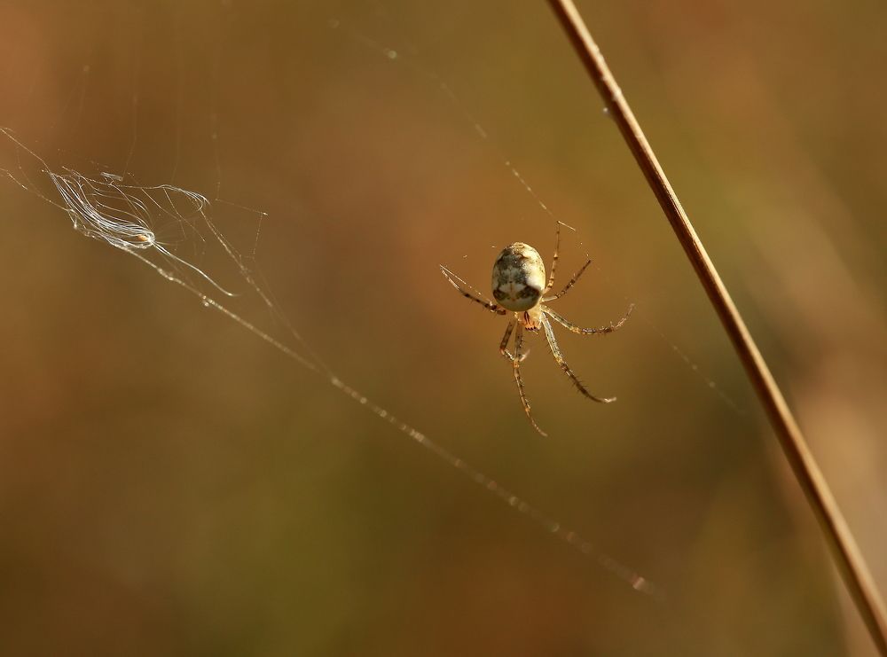Photograph by Елена Красавина