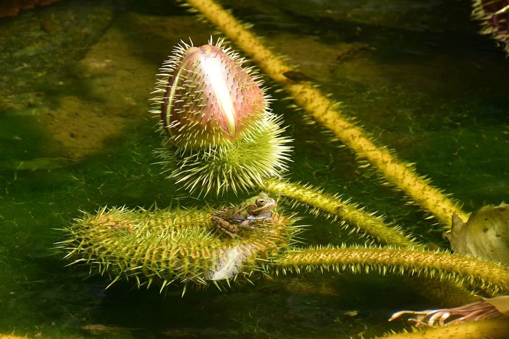 Когда же принц придет? Тяжело на иголках...