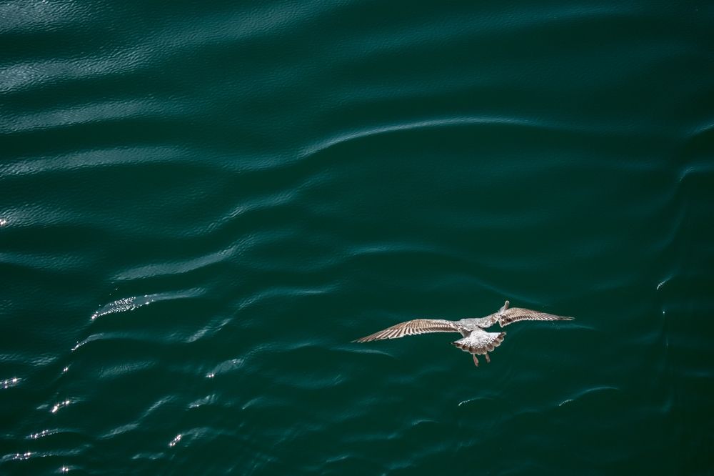 Diving Seagull