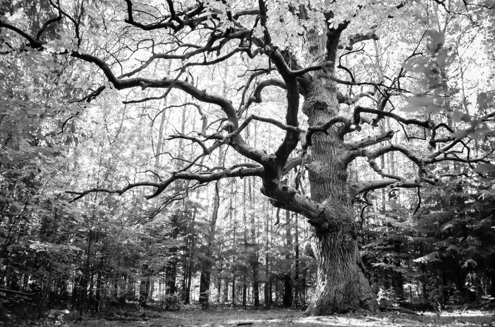 Дуб черешчатый «Новинковский»