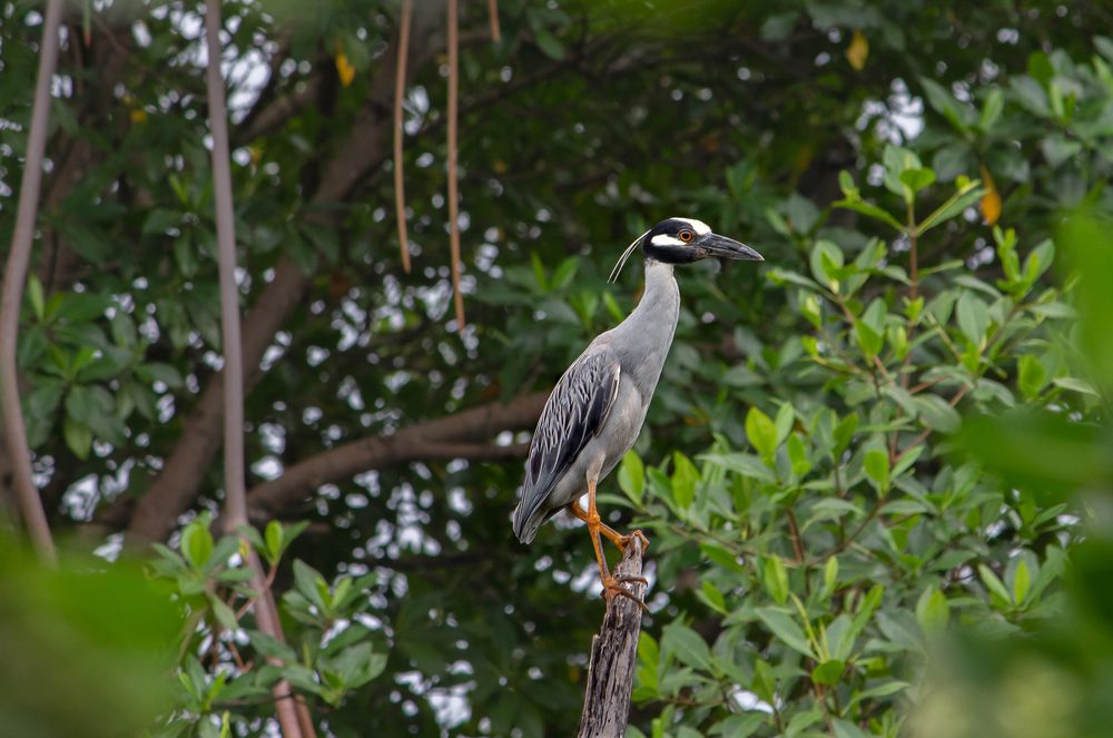 A NATUREZA É BELA