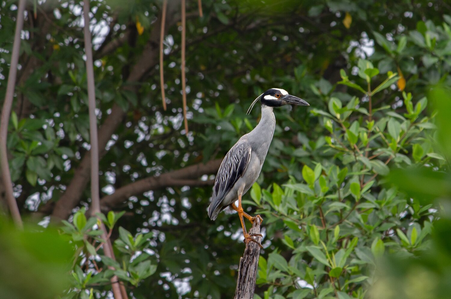A NATUREZA É BELA