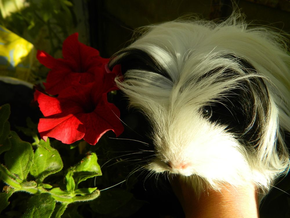 Морская свинка