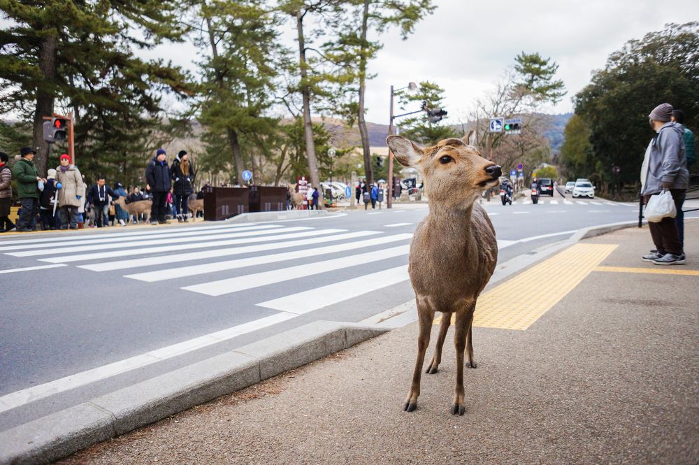 Deer-pedestrian