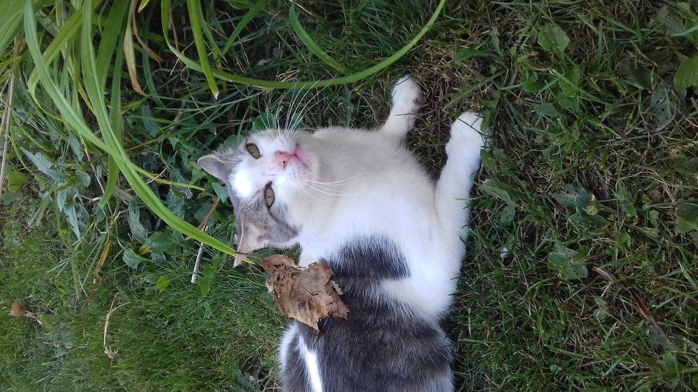My cat