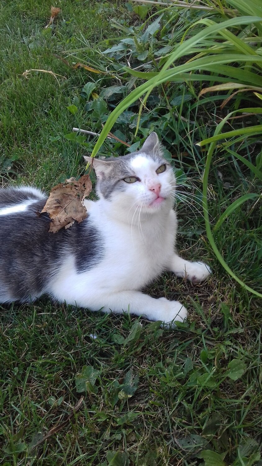 My cat