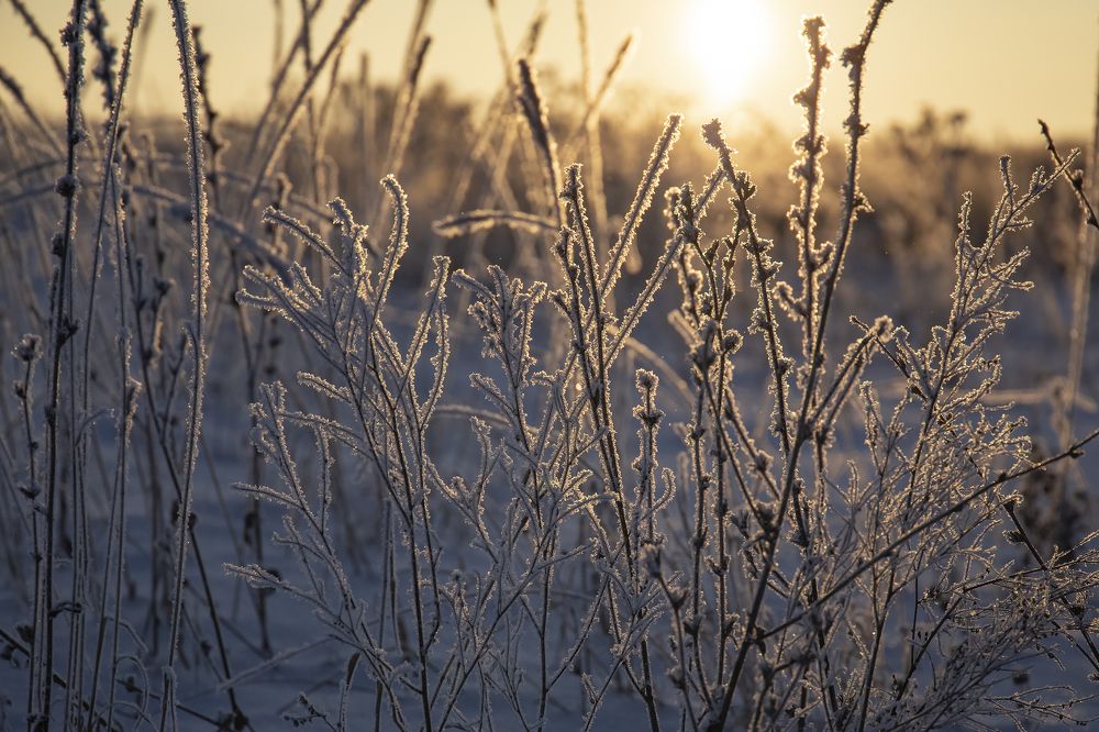 Морозное утро декабря