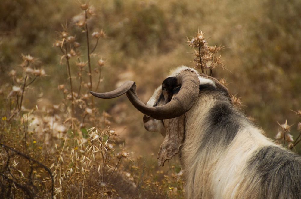 Рог Фибоначи