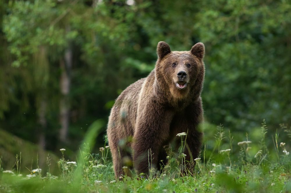 Carpathian Brown Bear in the woods.