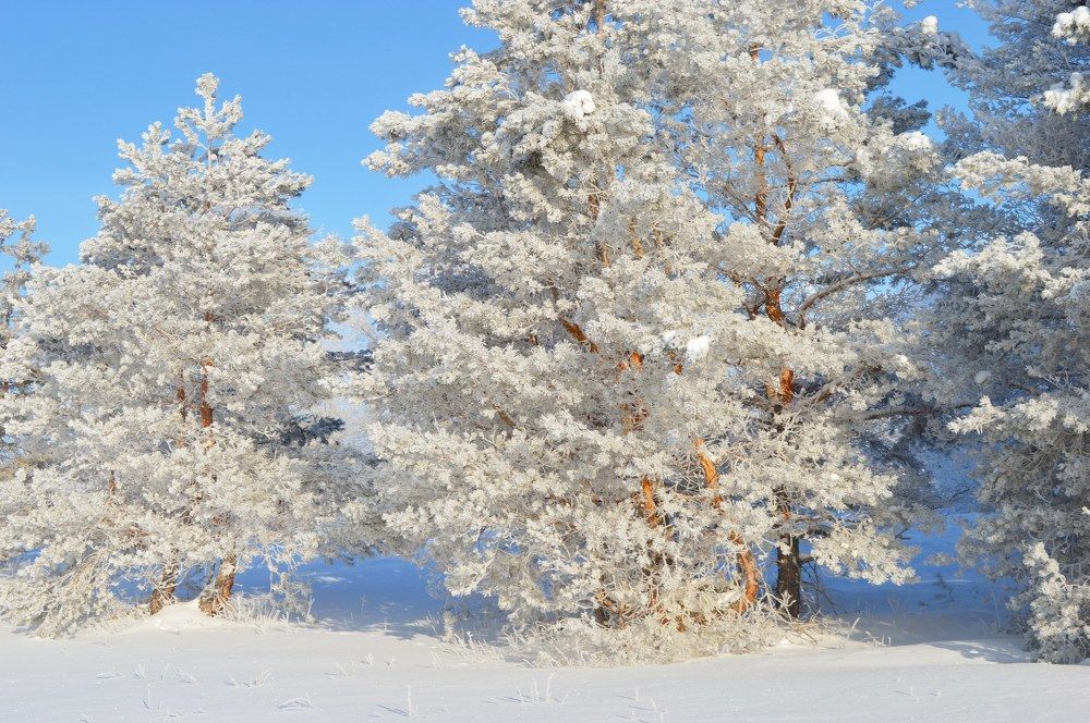 Зимняя сказка.