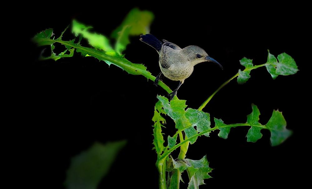нектарница