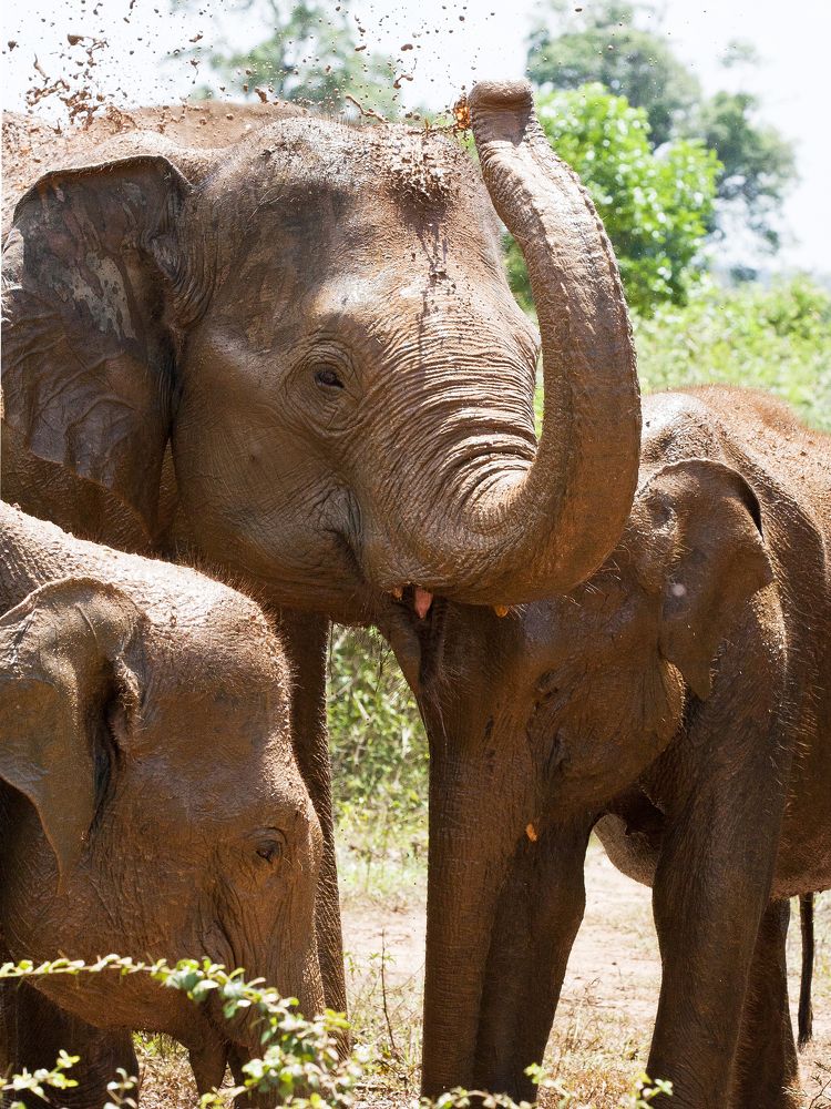 Слоны принимают душ