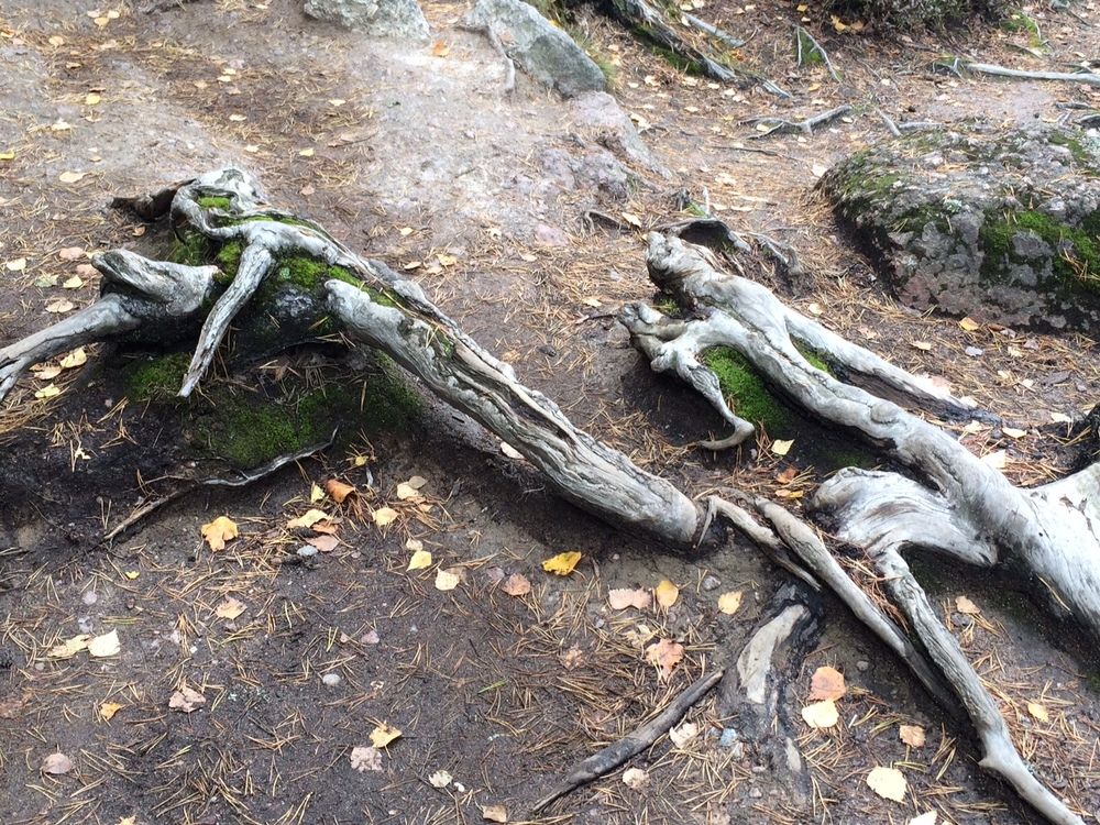 Корни как люди