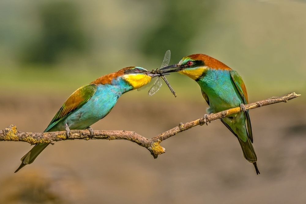 courtship