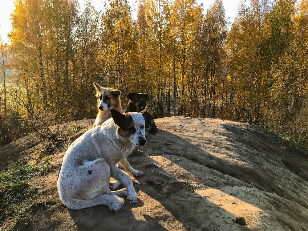 С первыми лучами солнца.