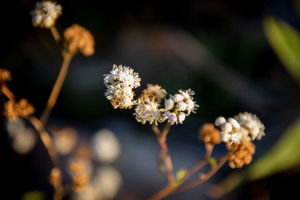 PEQUENOS E GRANDES (35AWARDS 2018)