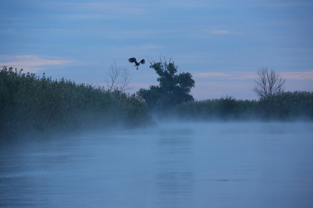 Орлан на рыбалке
