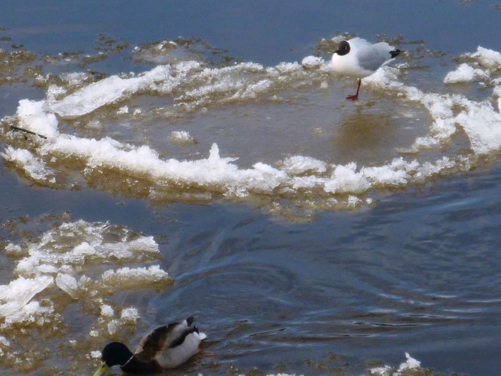 Ледяные корабли