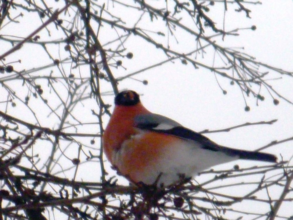 Зимний гость