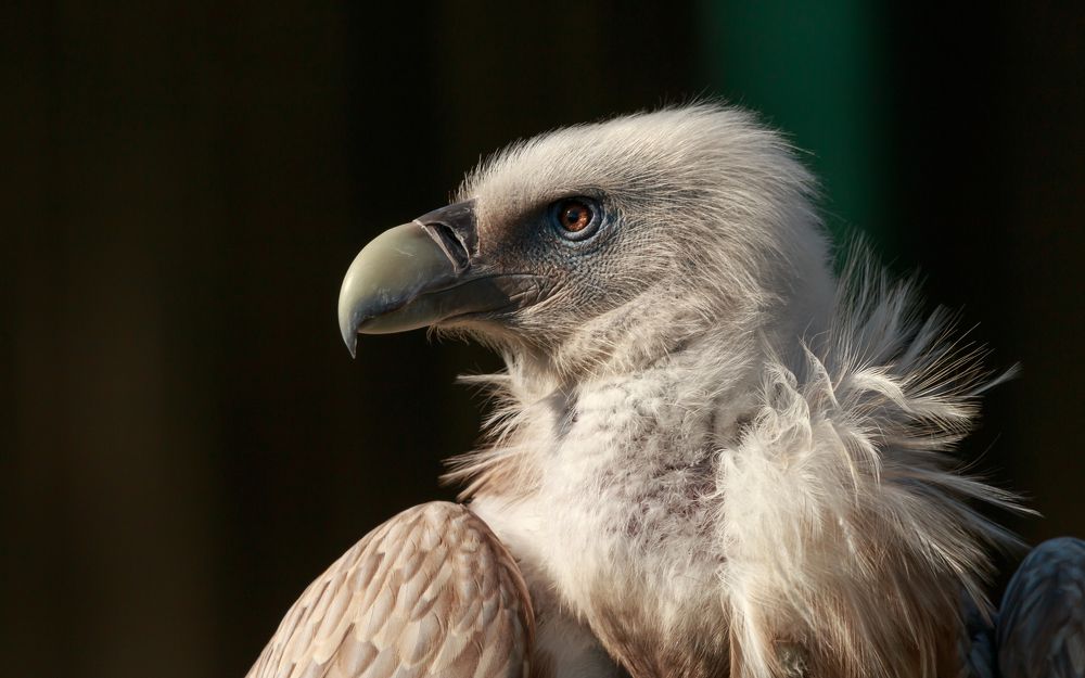 Himalayan griffon vulture portrait