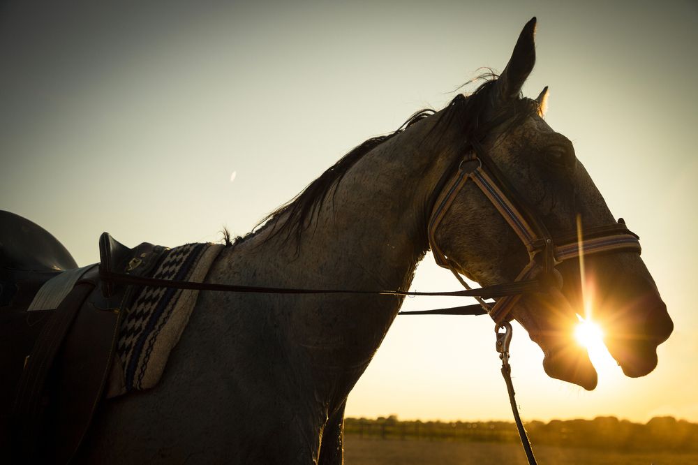 Поедая солнце