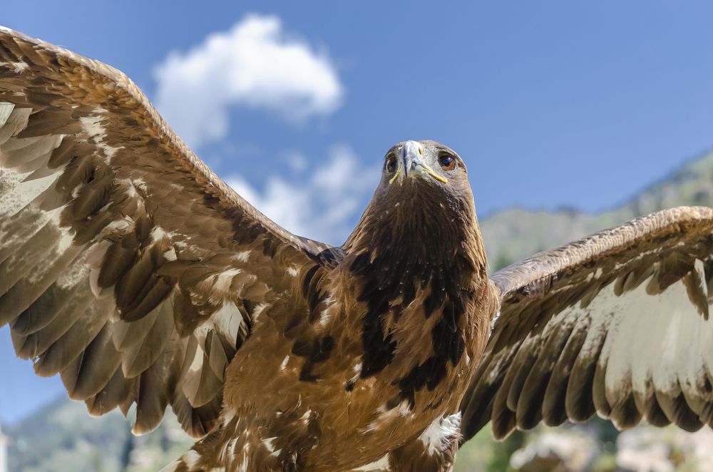 Величественная птица