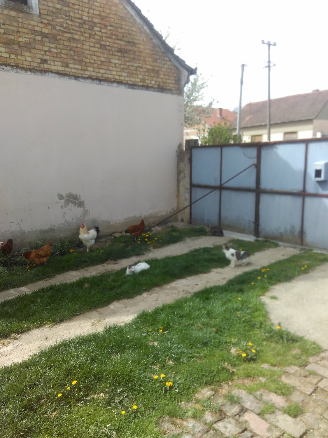 Garden with animals