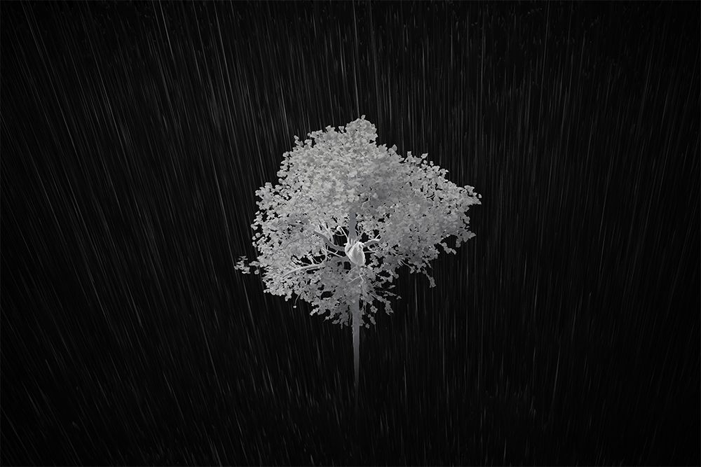 Royal World - impression