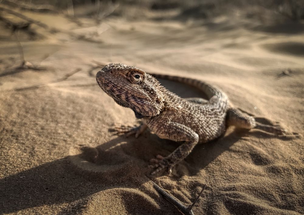 Маленький дракон
