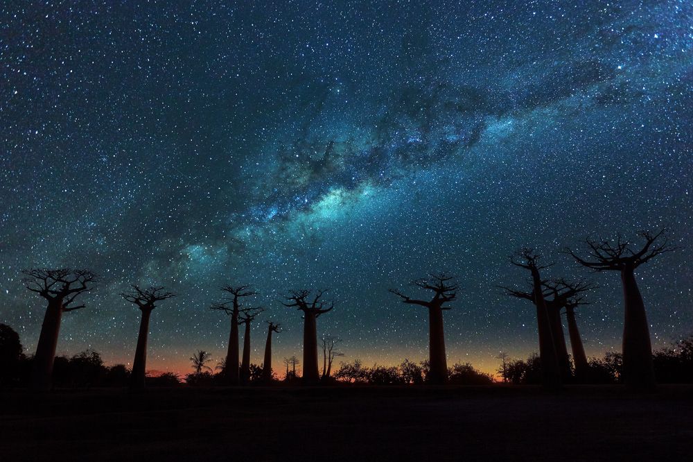 Baobab trees under the milky way