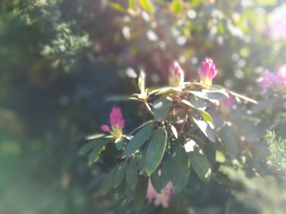 Цветение - 2