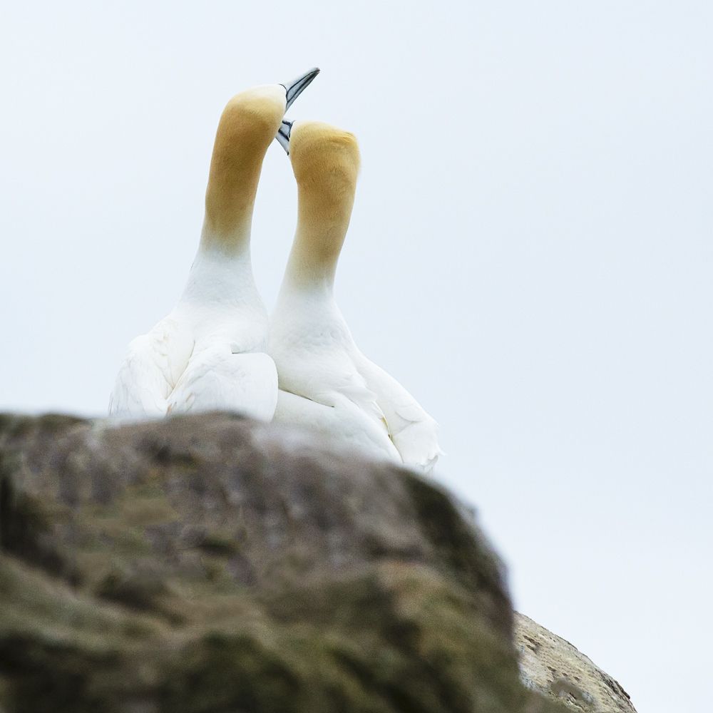 Счастливая парочка