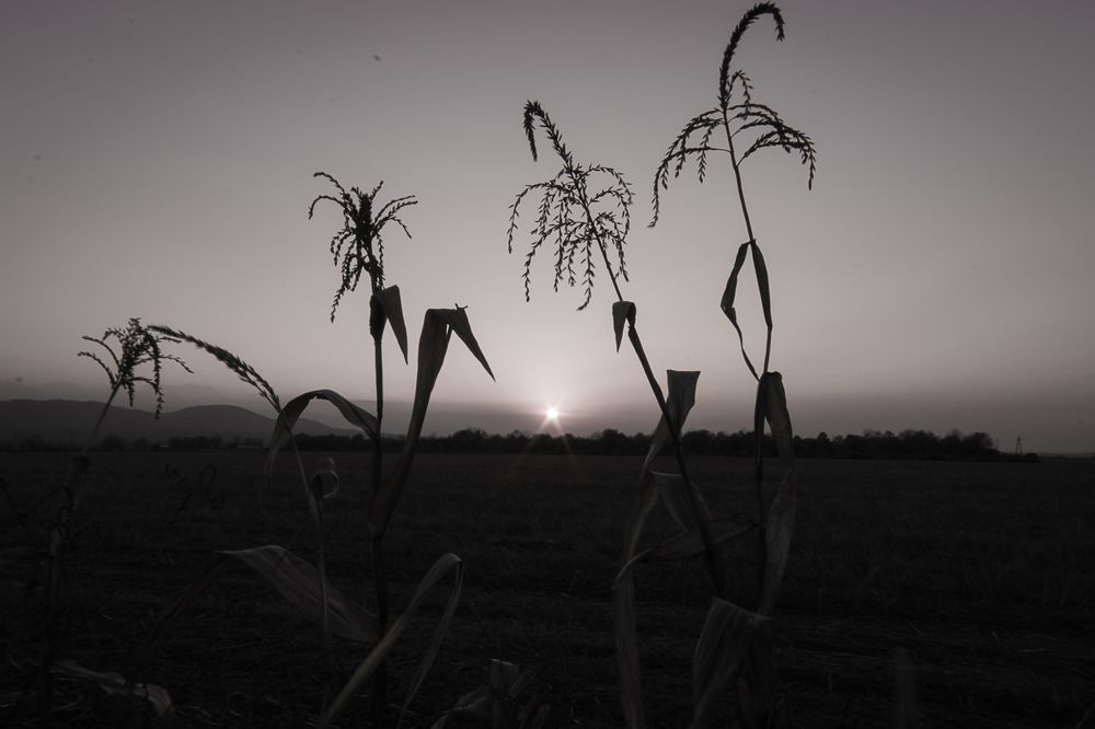 Родной край