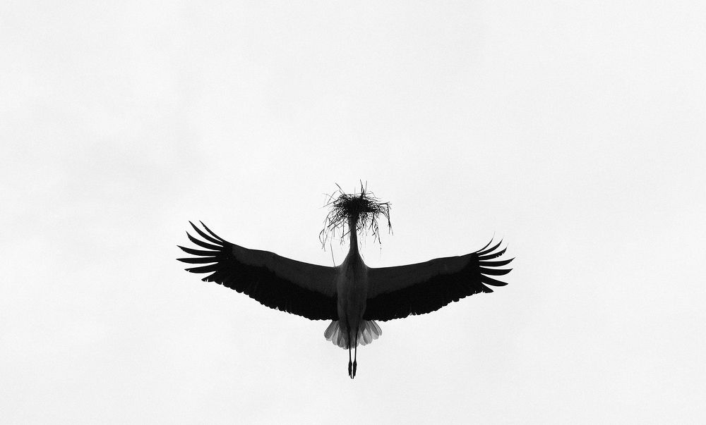 White stork carrying straw for his nest