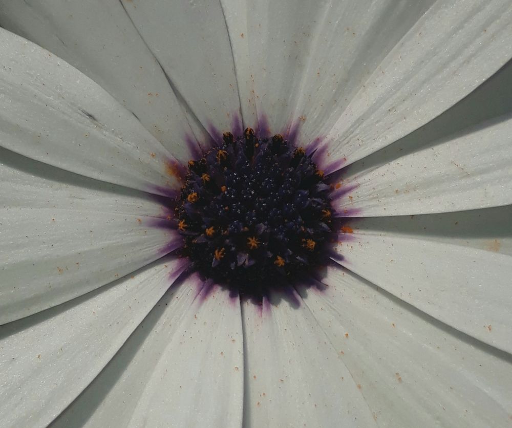 Pollen