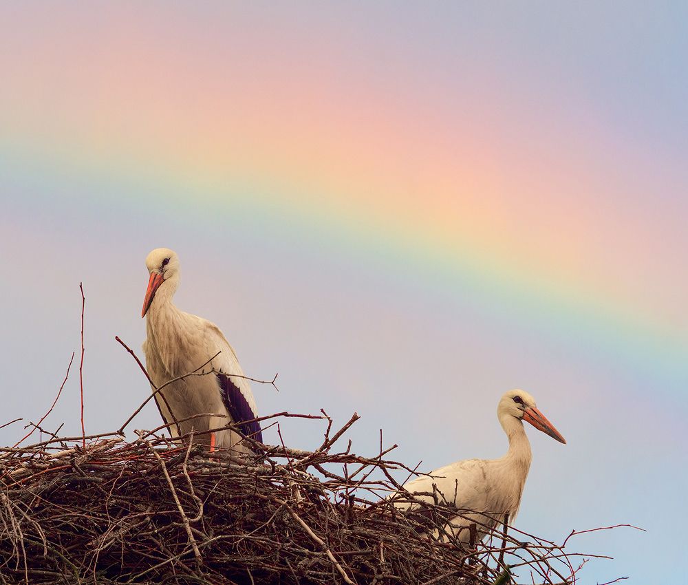 Rainbow Storks