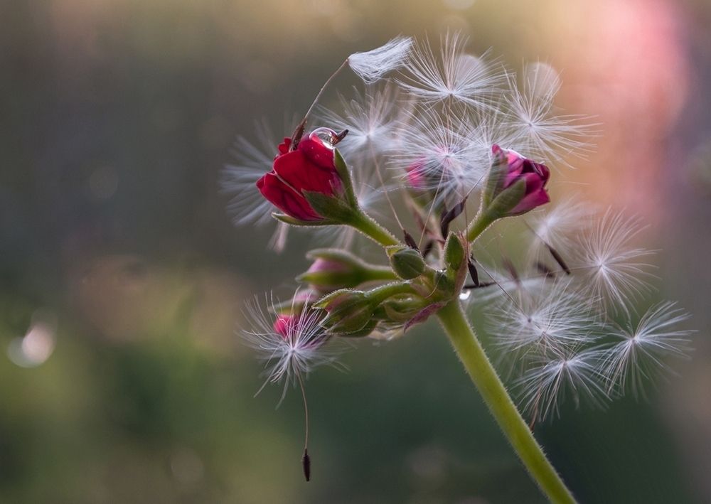 Цветение герани