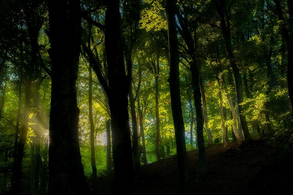Солнечный лес