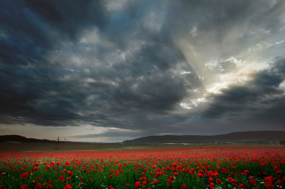 Грозовые маки