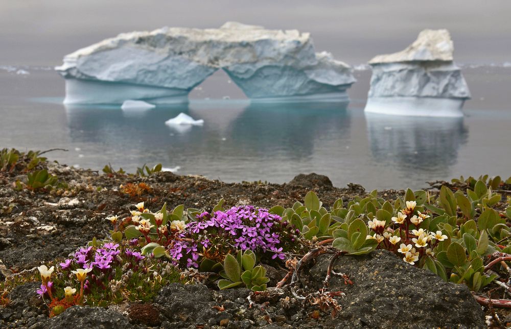 Цветы и айсберги