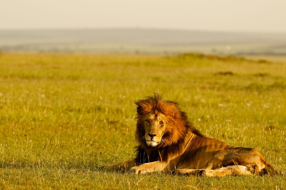 King of Masai Mara Blackai