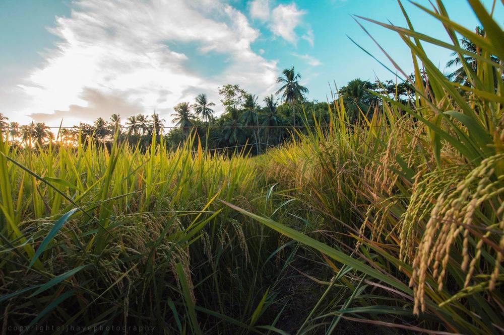 Rice Field