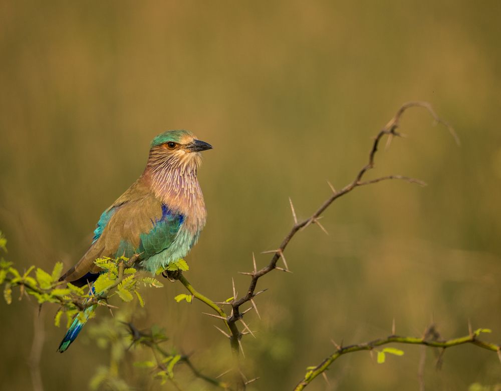 Indian Roller