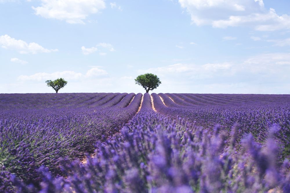 Valensole, France