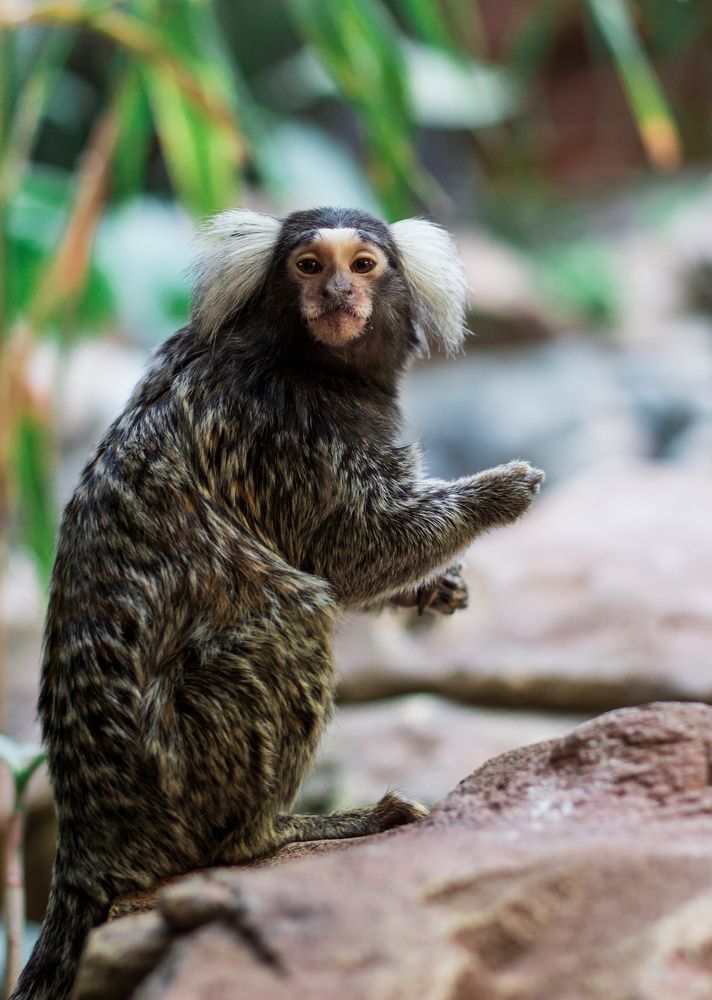 Игрунка обыкновенная