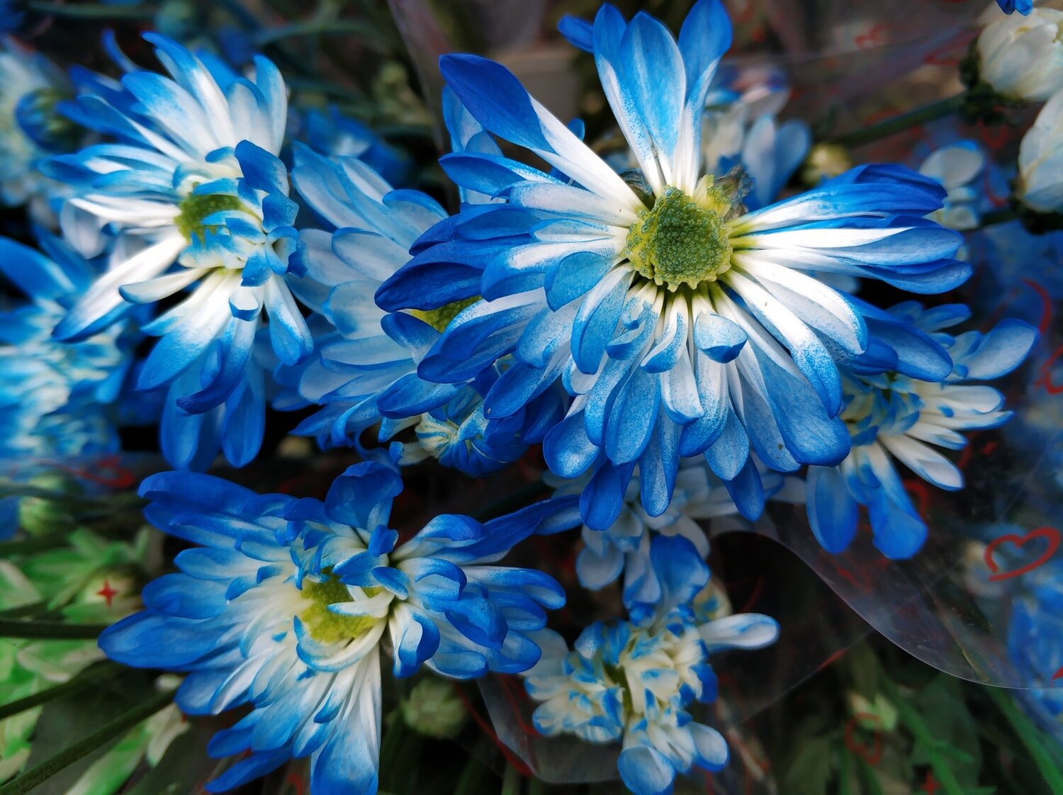 Blue flower