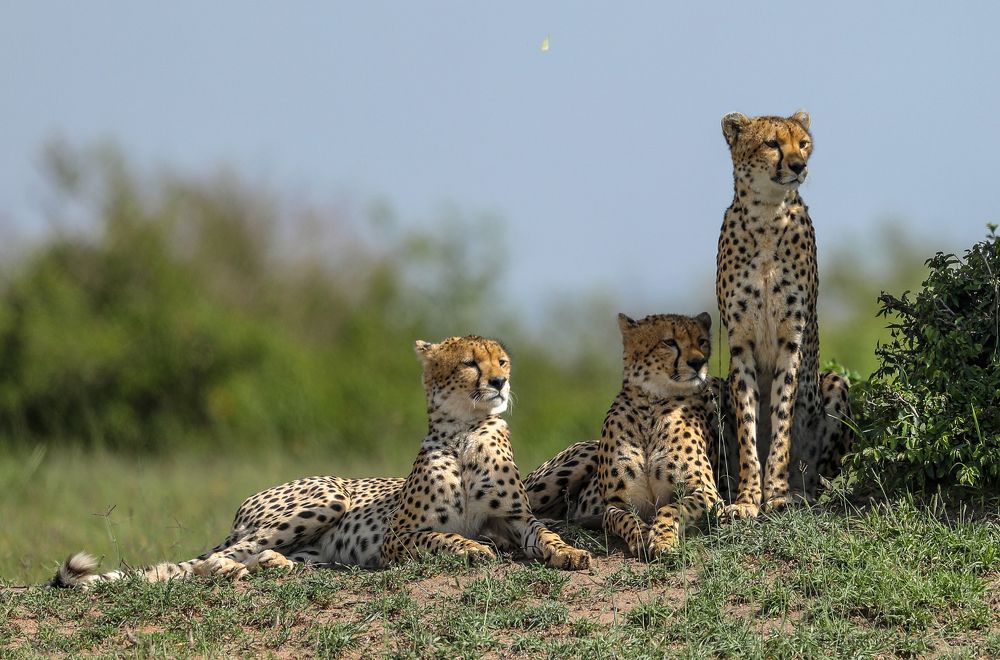Malaika(Cheetah) with Cubs